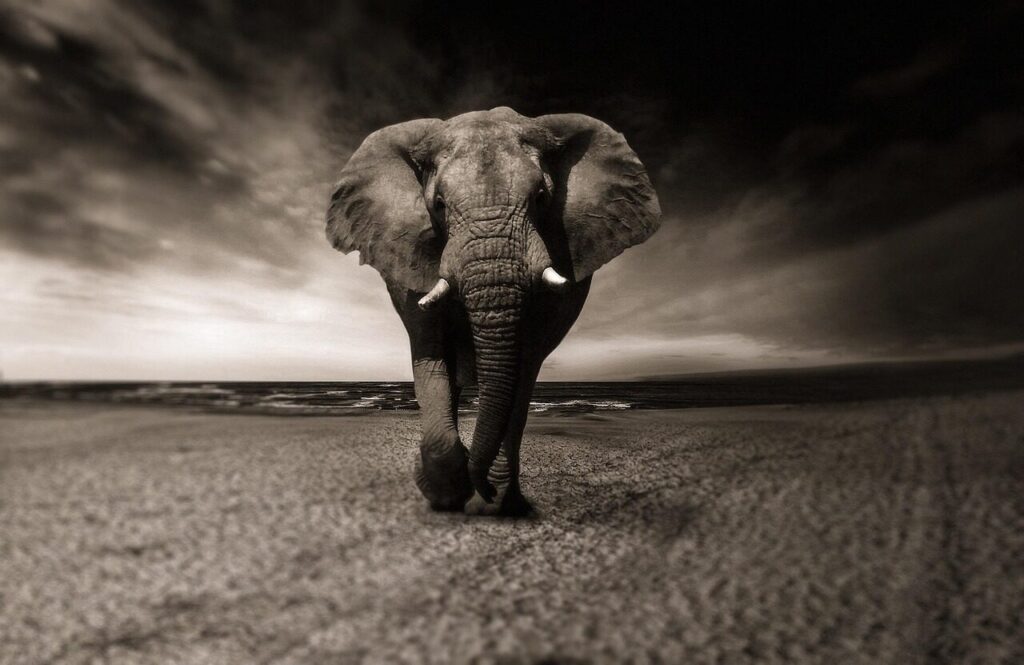 elephant, black-and-white, animal, africa, safari, wild animal, creature, nature, pachyderm, animal portrait